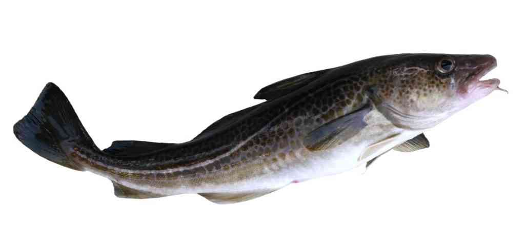 рыба треска