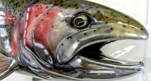 вишневый лосось или сима является ценной красной рыбой