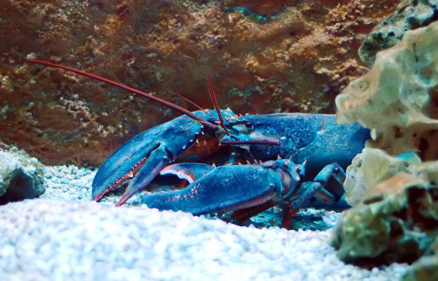 омар в аквариуме 