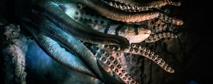 внешний вид щцпалец осьминога