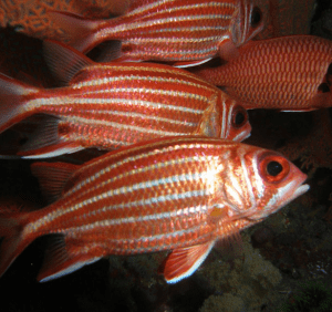 характерные полосы из чешуи рыбы