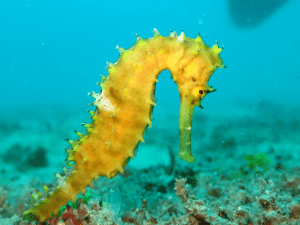 морские коньки очень медленно двигаются