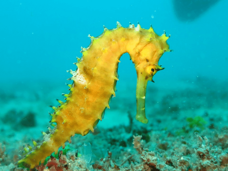 морские коньки очень медленно двигаются