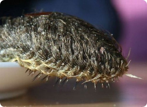 морская мышь