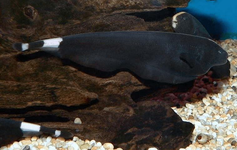 Как выглядит рыба нож