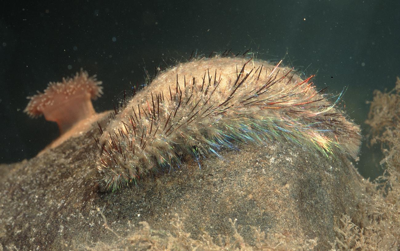 морская мышь