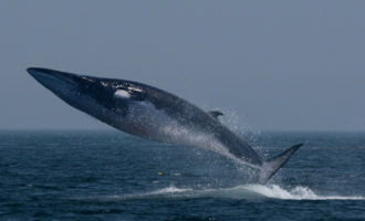 финвал во всю длинну
