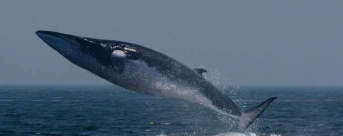 финвал во всю длинну