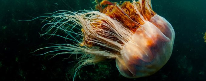 огромная медуза цианея