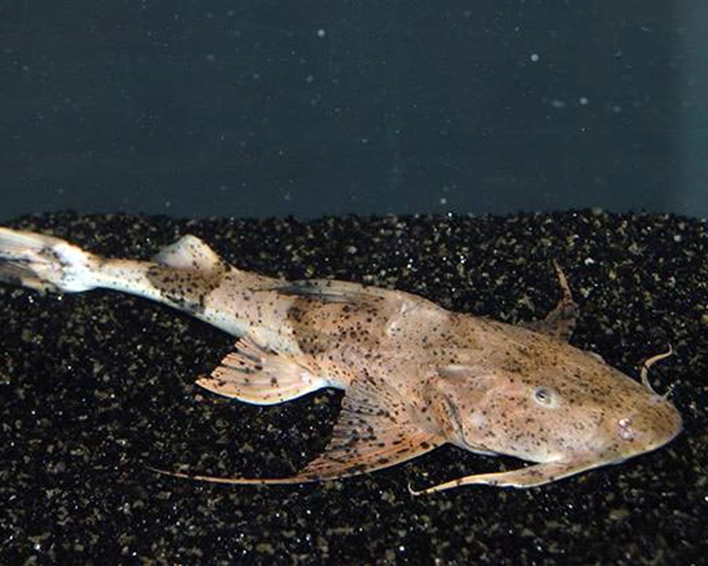 как выглядит сом багарий 