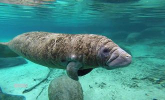 как выглядит стеллерова корова