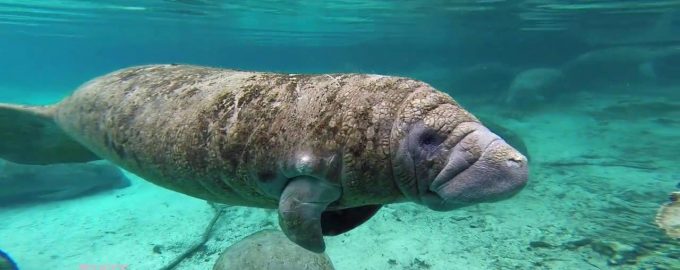 как выглядит стеллерова корова