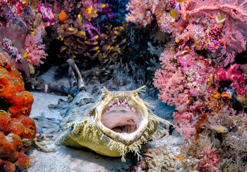 акула ковровая с открытым ртом