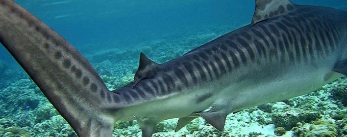 внешний вид тигровой акулы