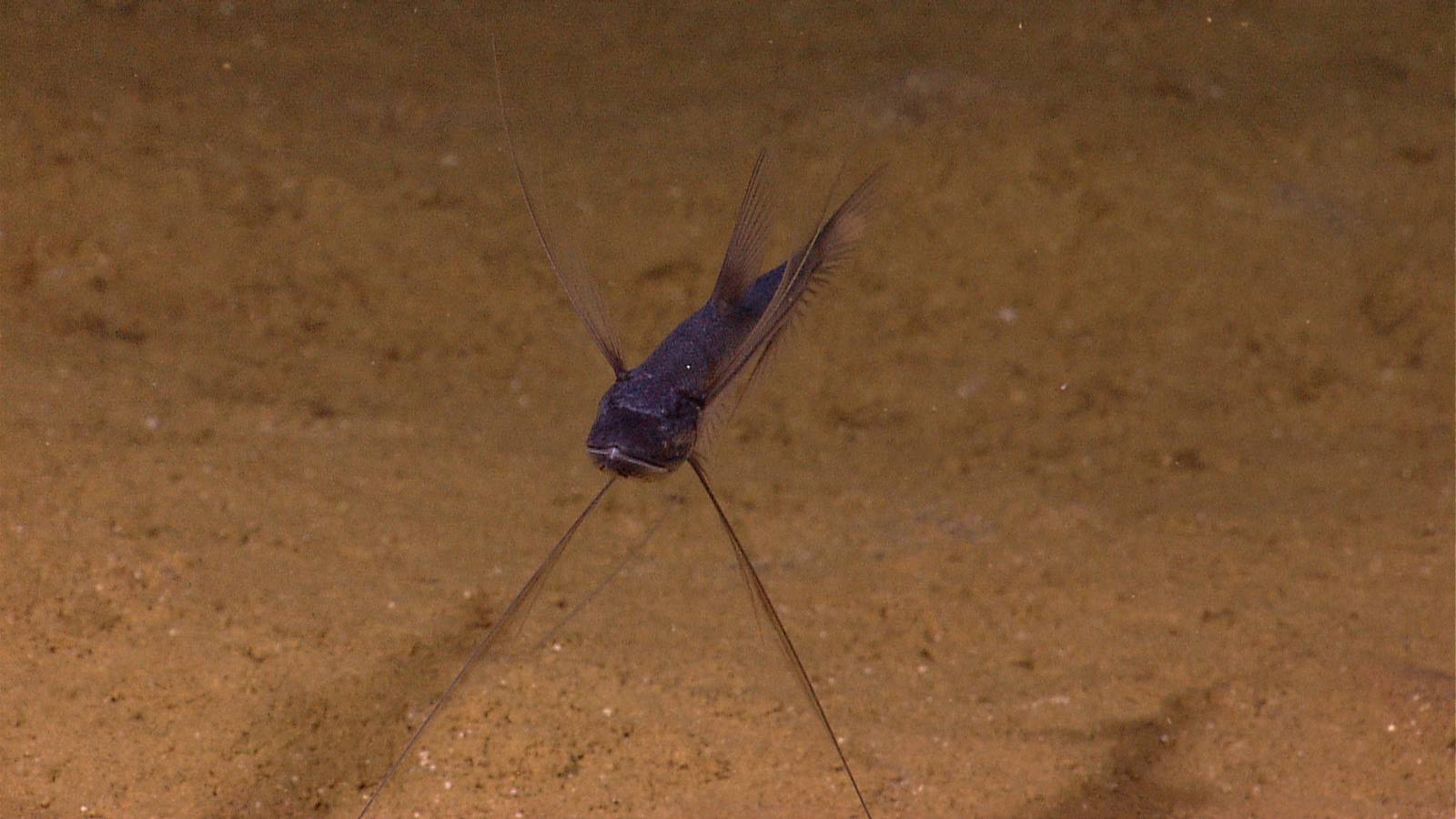 внешний вид рыбы треноги