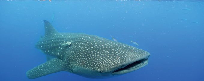 китовая акула не является грозным хищником