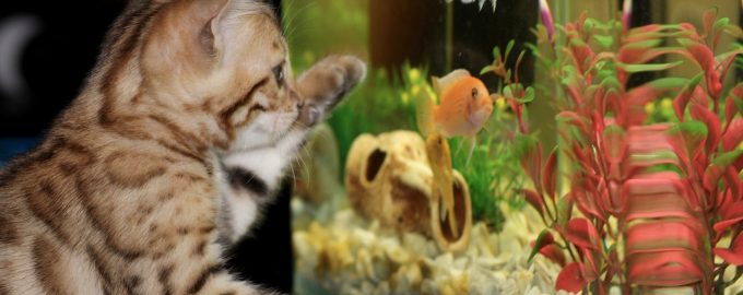 кот возле аквариума