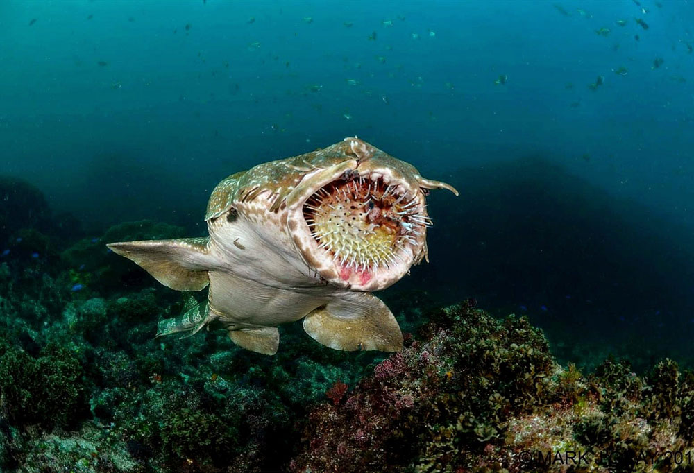 как выглядит ковровая акула 