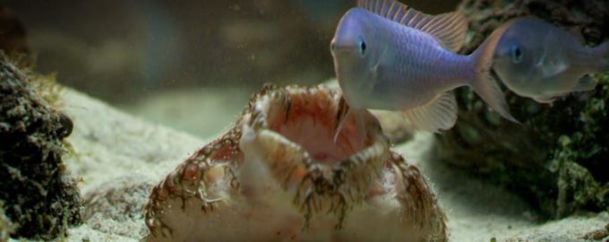 акула ест рыбу