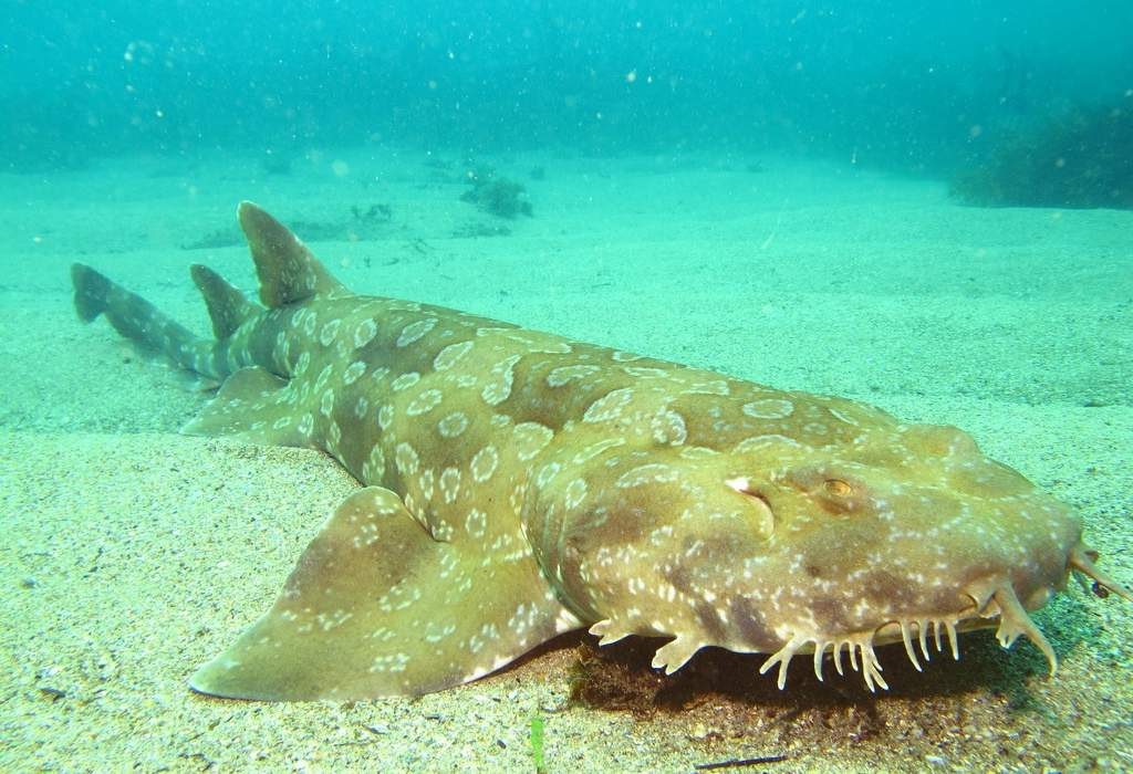 акула на дне