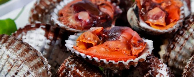 внешний вид кровавого моллюска анадара