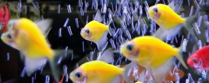 яркие тернеции в аквариуме