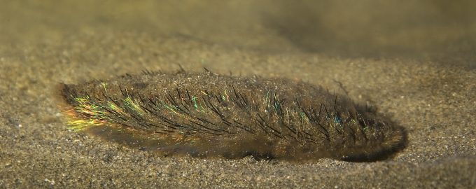 как выглядит морская мышь