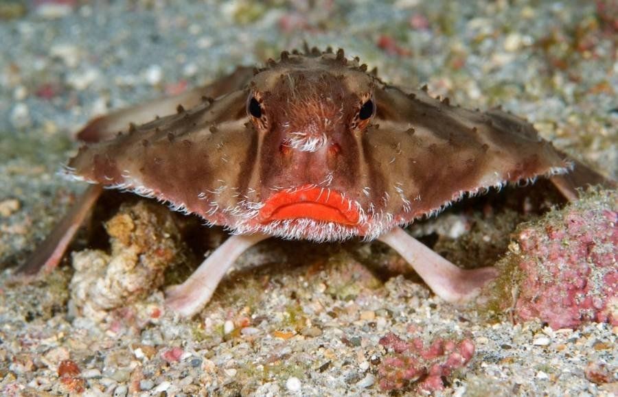 внешний вид рыбы с накрашенными губами