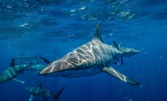 акула в воде