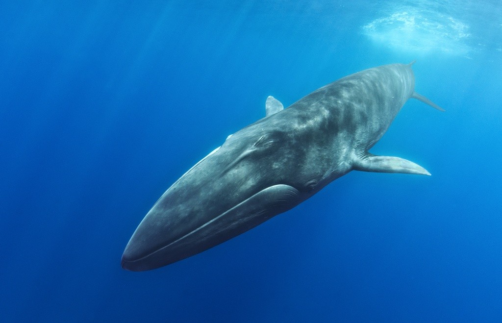 как выглядит финвал