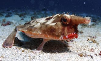 морской нетопырь