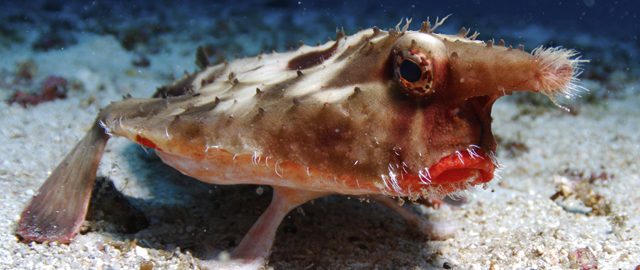 морской нетопырь