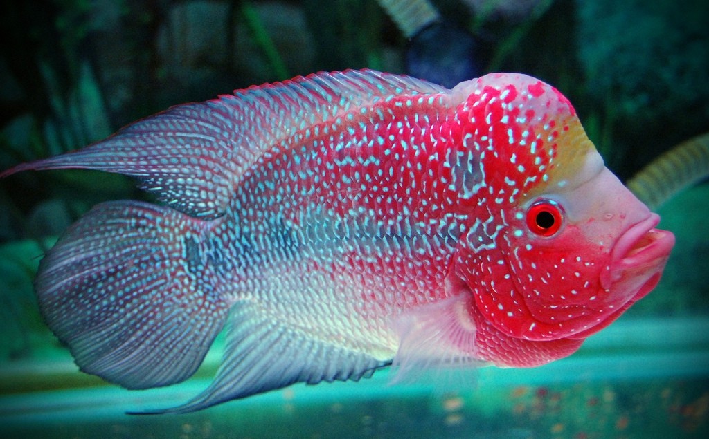 рыба с большой головой