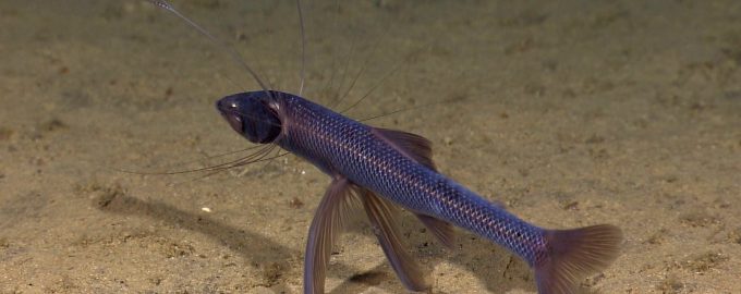 как выглядит глубоководная тренога