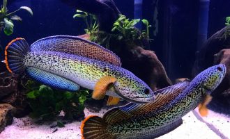 красивые и крпные аквариумные рыбки