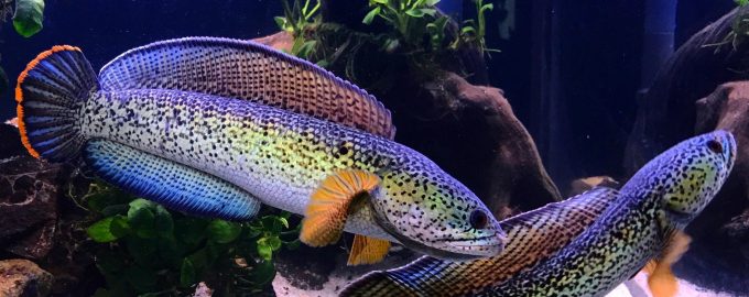 красивые и крпные аквариумные рыбки