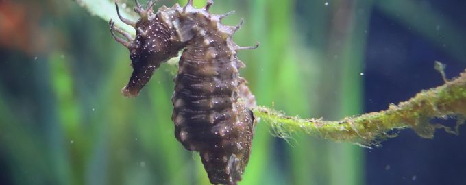 крупный морской конек