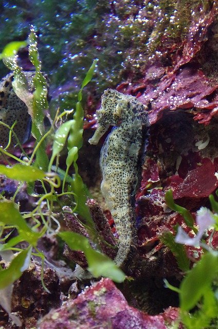 как выглядит морской конек