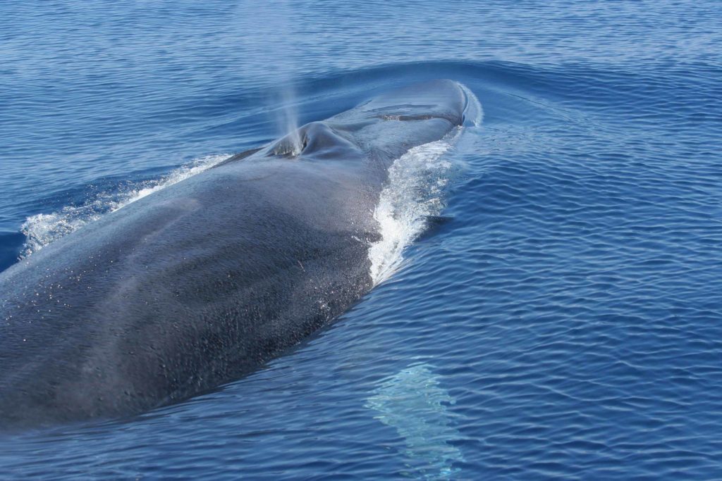 финвал пускает воду