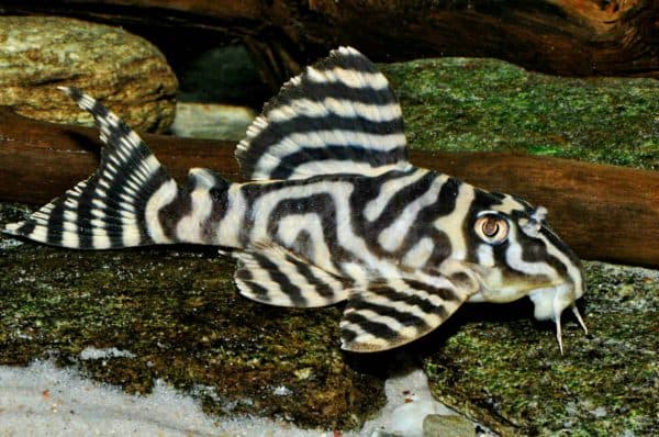 сом с окрасом как у зебры
