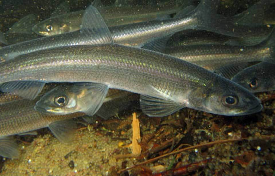 внешний вид рыбы тугун 