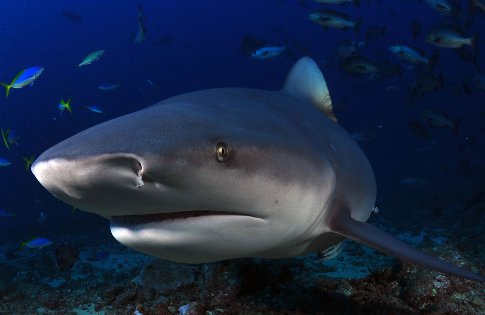 внешний вид тупорылой акулы 