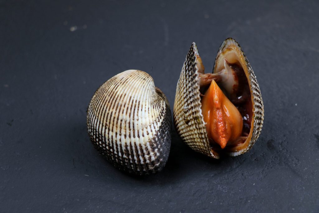 раковина моллюска анадара после вскрытия