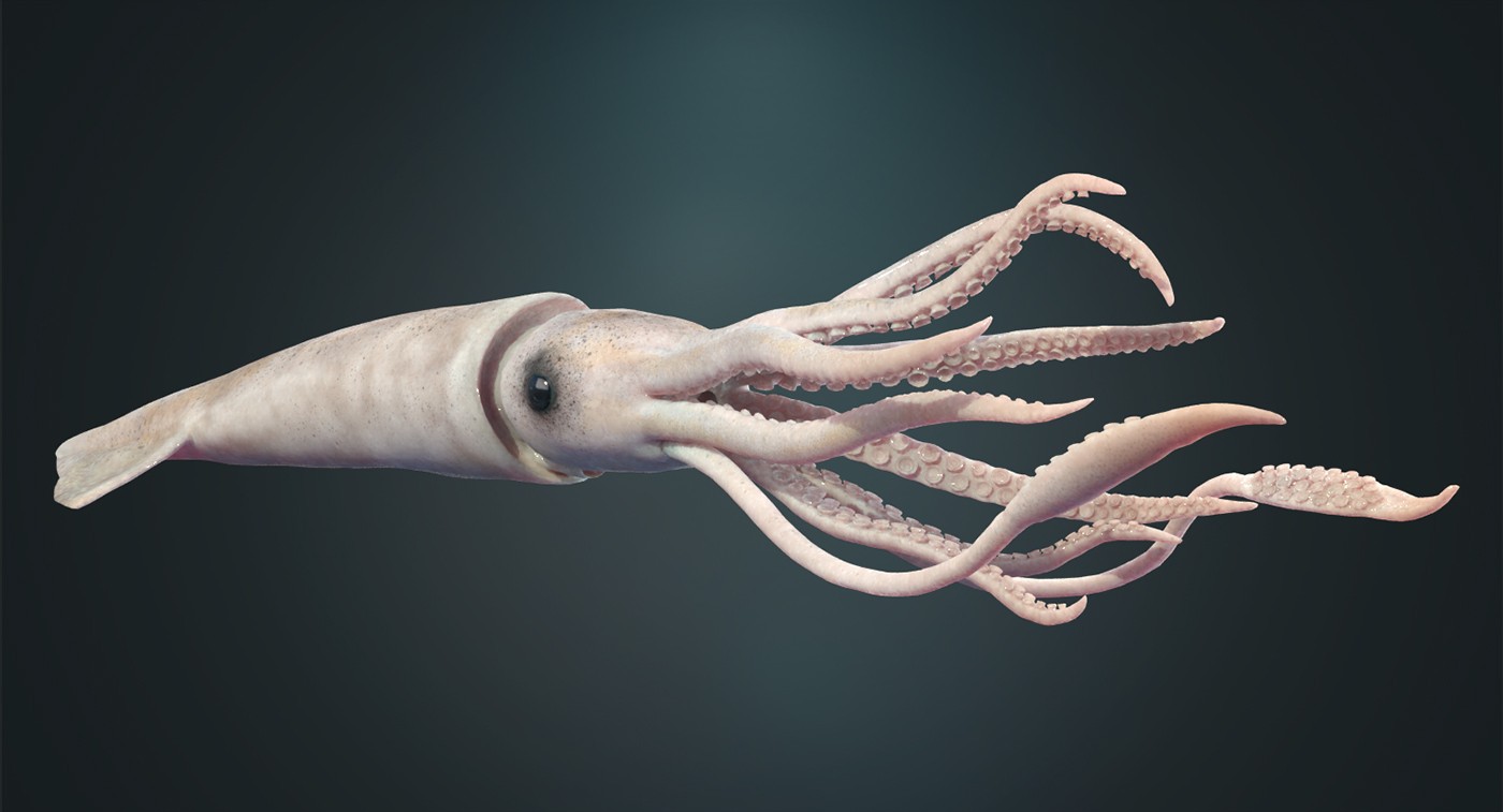 большой кальмар 