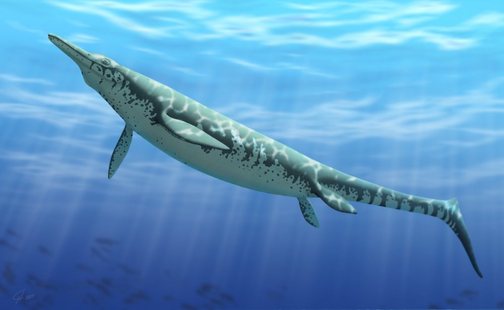 как выглядет цимбоспондил