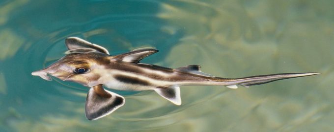 внешний вид акулы каллоринх