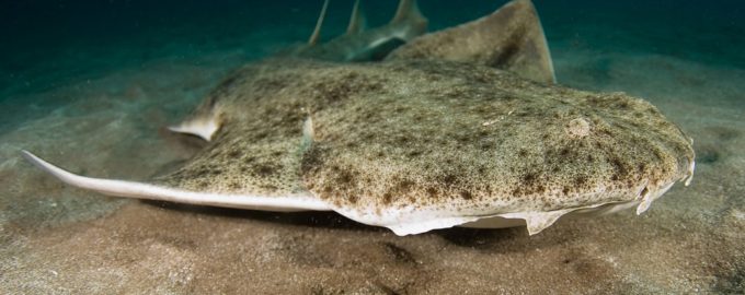 редкая акула морской ангел