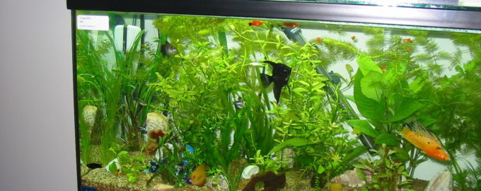домашний аквариум