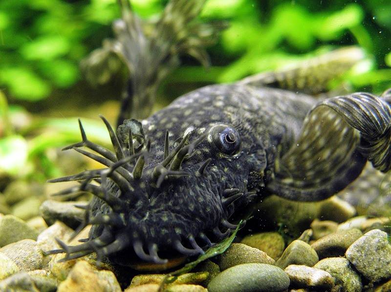 соп-присоска