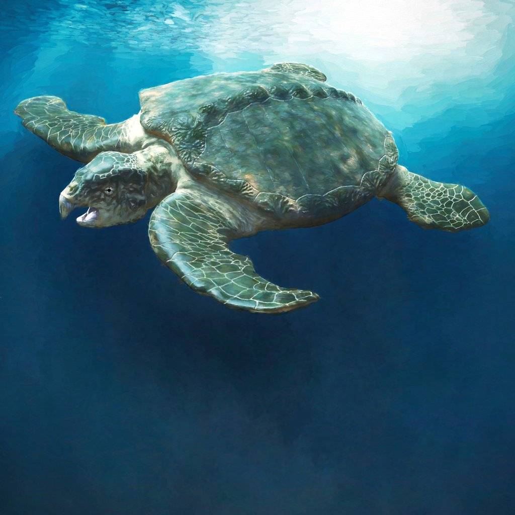 древняя морская черепаха